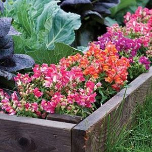 Antirrhinum majus cv – Snapdragon Snappy Bicolor Mix seeds x75
