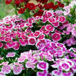 Dianthus barbatus cv – Dianthus Wee Willie Mix seed x150