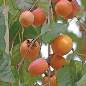Diospyros virginiana – American Persimmon seeds x5