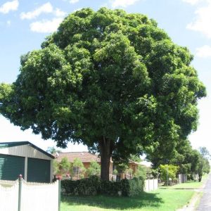 Flindersia australis – Australian Teak or Crows Ash seed x10