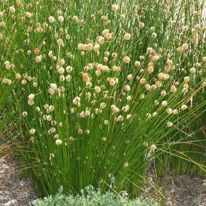 Isolepis nodosa – Knotty or Knobby Club Rush seeds X 200