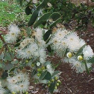 Eucalyptus cinerea – Argyle Apple seed x 2 grams approx. 2000  (bulk)