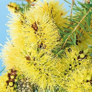 Melaleuca incana – Grey Honey-Myrtle seeds X 5 grams approx 150000 seeds (bulk)
