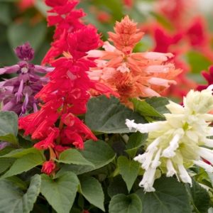 Salvia splendens cv – Salvia Mojave Mix seeds x30